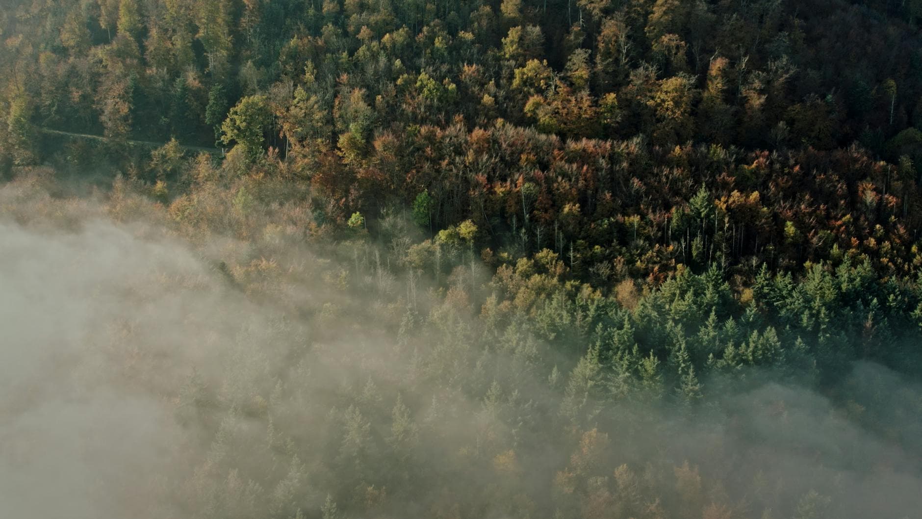 A misty aerial view of Kintzheim's colorful autumn forest with fog drifting through the trees.