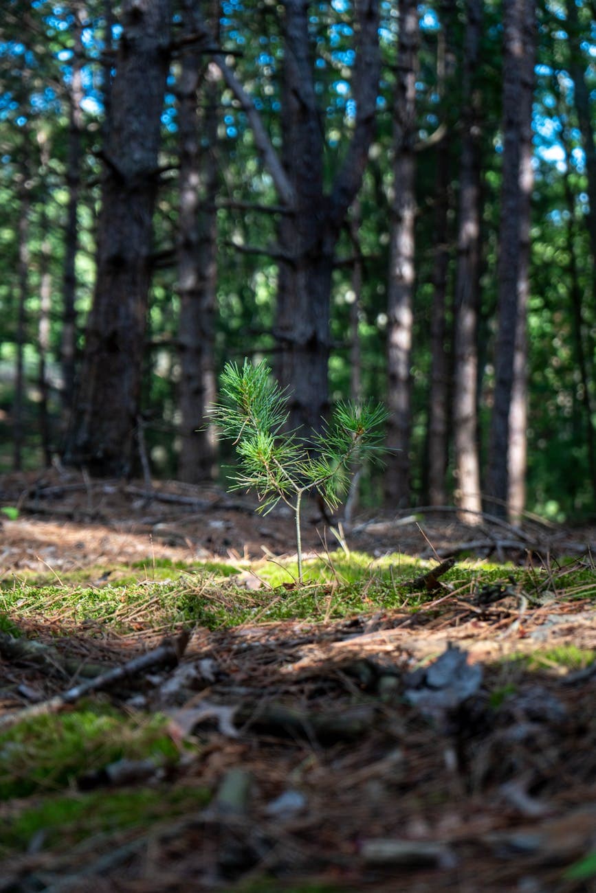 A young pine seedling basking in sunlight on a forest floor, surrounded by towering trees, symbolizing natural growth and tranquility.