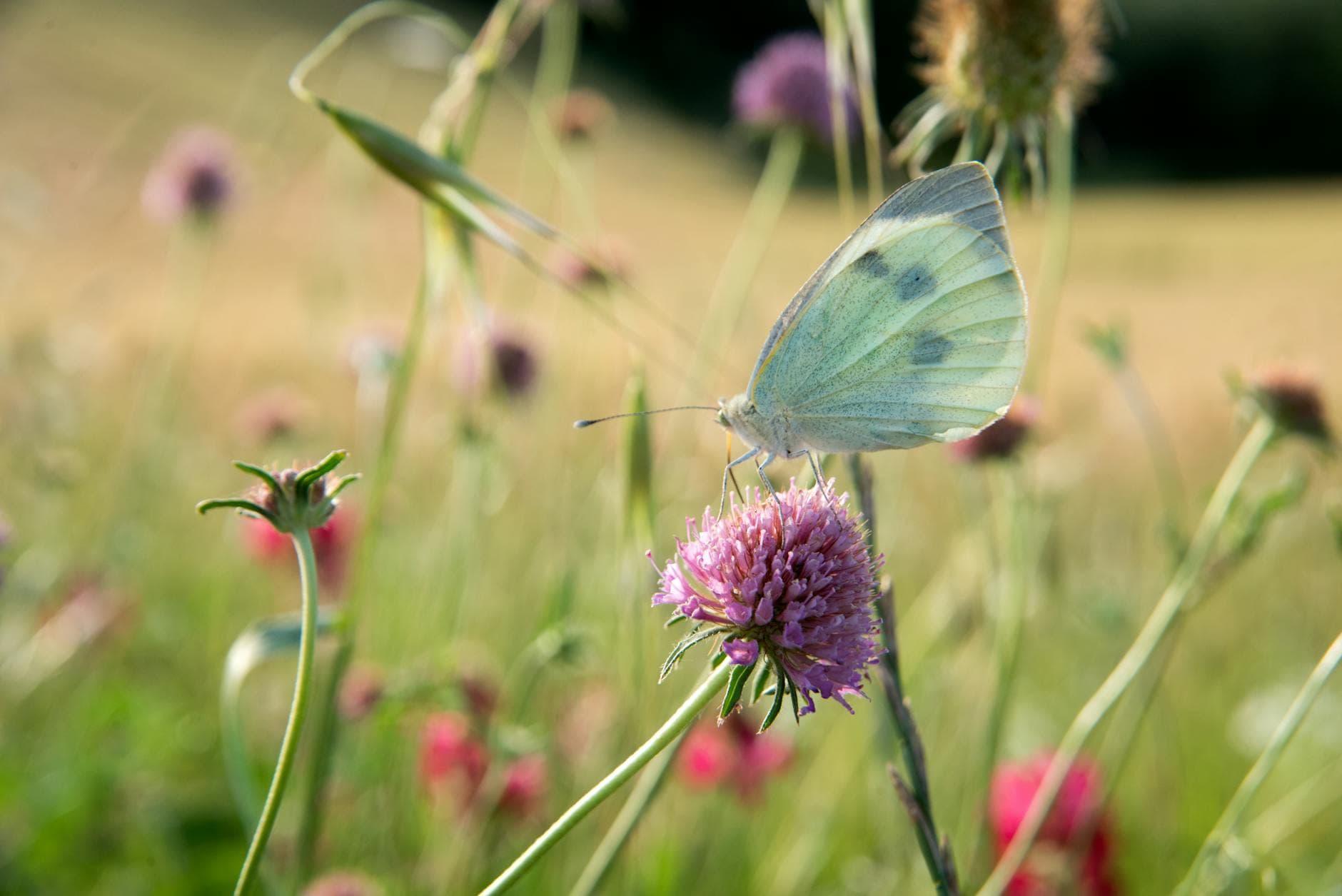 A vibrant butterfly perched on a pink wildflower in a sunlit spring meadow.