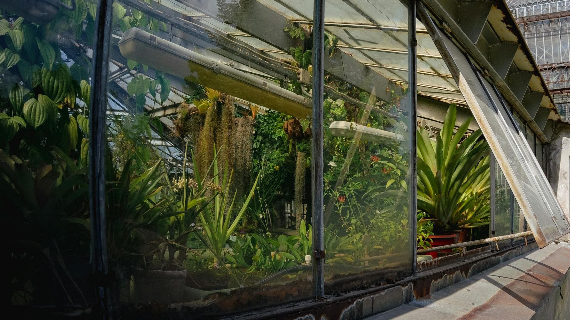 Explore vibrant plants through the glass of a sunlit greenhouse, showcasing lush greenery and natural beauty.