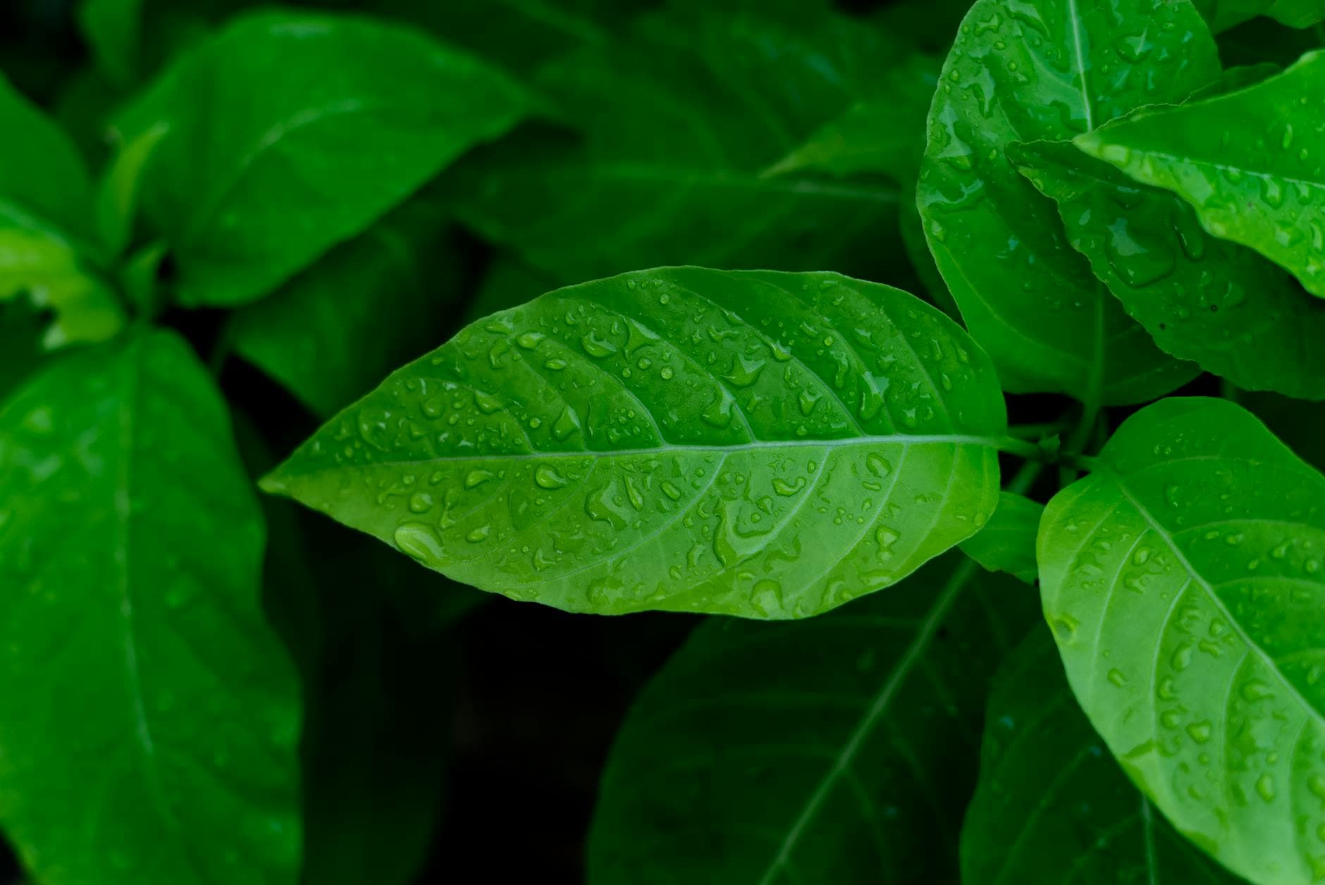 Vibrant green leaves glistening with fresh dew droplets, creating a vivid and refreshing nature scene.